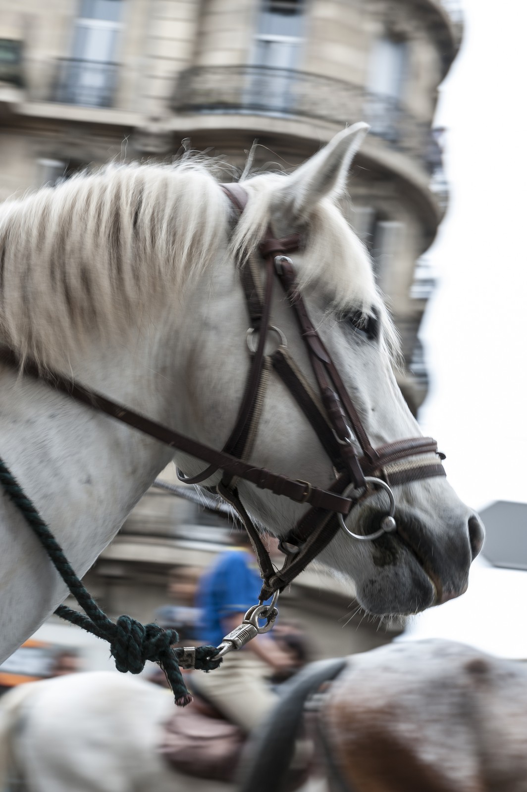 TransHumance : tête de cheval blanc