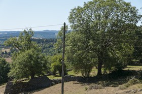 Poteau électrique et arbre