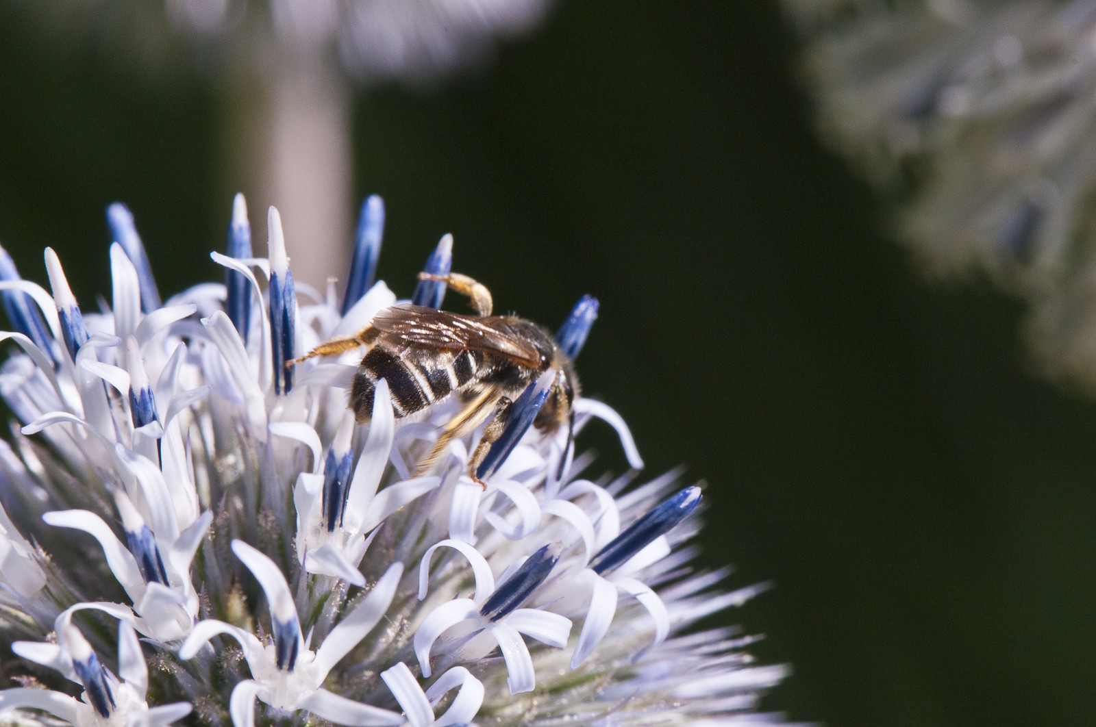 Abeille butinant un chardon
