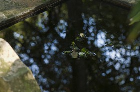 Plante dans un bassin