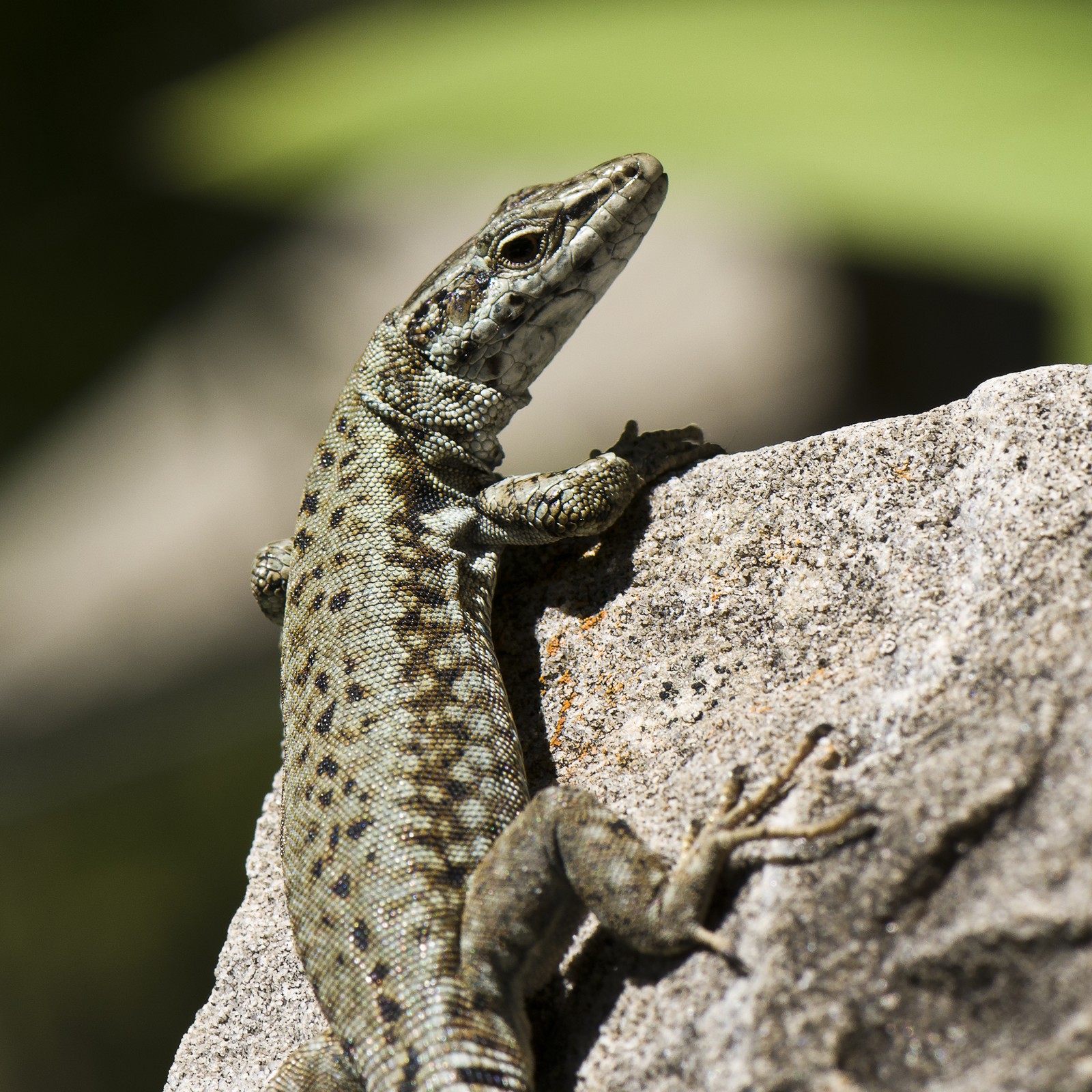 Lézard des murailles