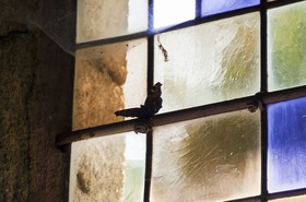 Papillon sur un vitrail