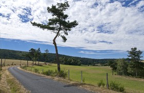 Pin au bord de la route