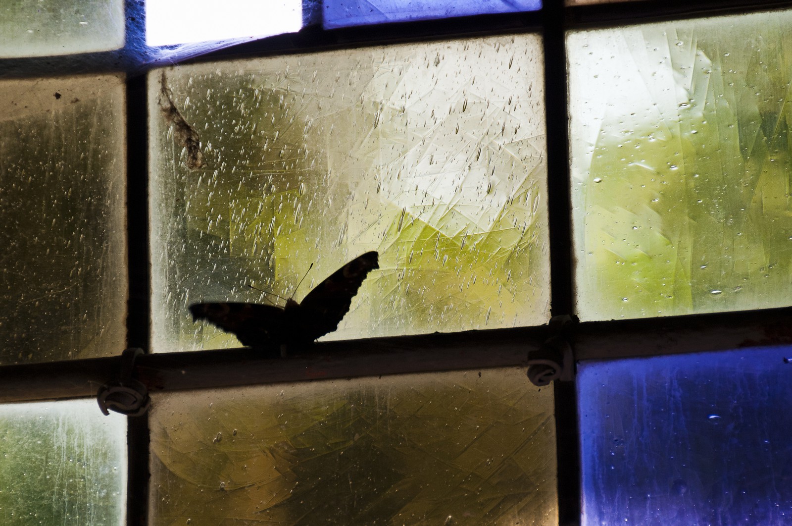 Papillon sur un vitrail