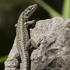 Lézard des murailles