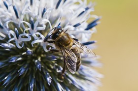 Abeille butinant un chardon