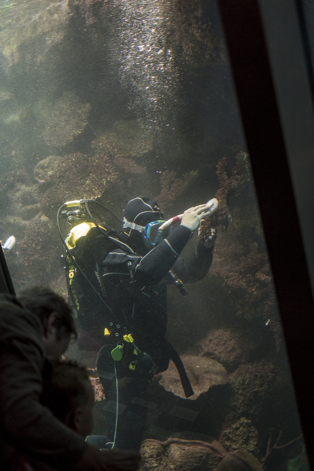 Entretien d'aquarium