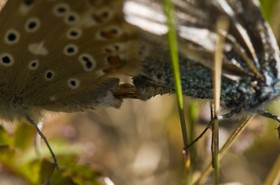 Accouplement de papillons