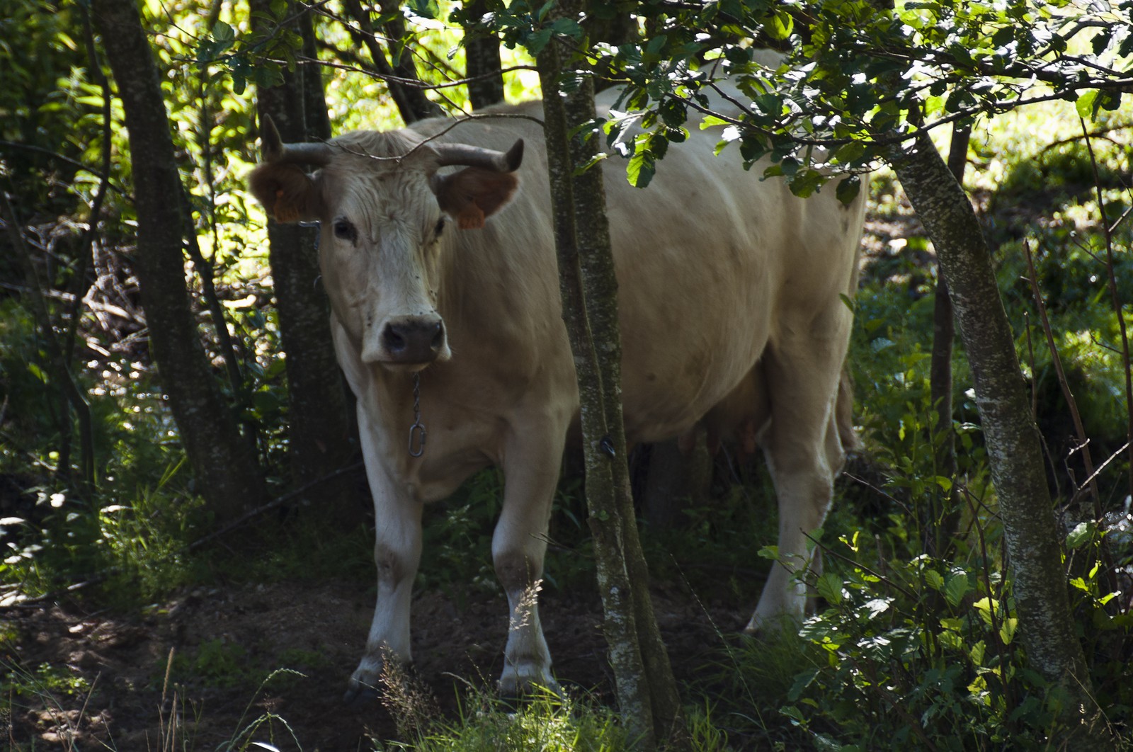 Vache dans un sous-bois