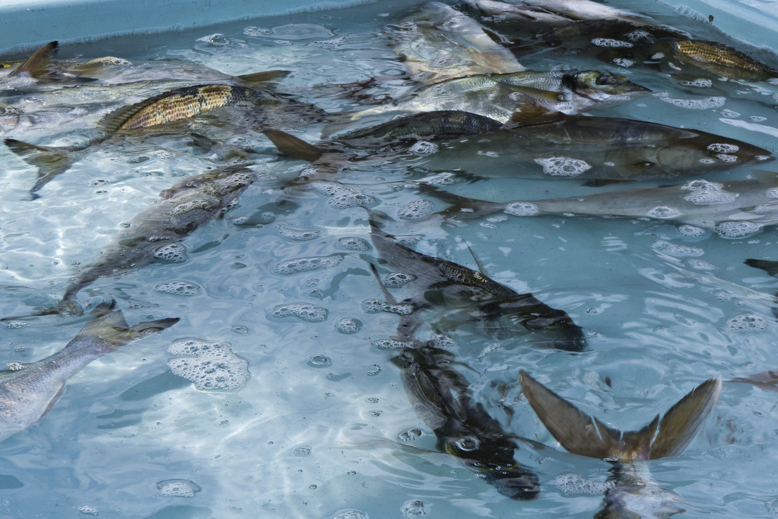 Marché aux poissons