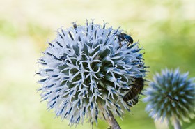 Abeille butinant un chardon