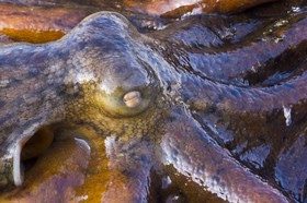 Tête de poulpe
