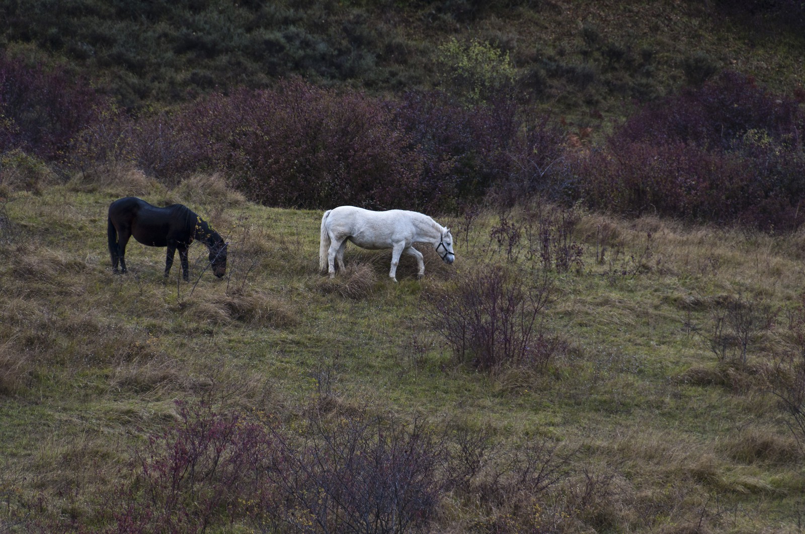 Chevaux dans un champ