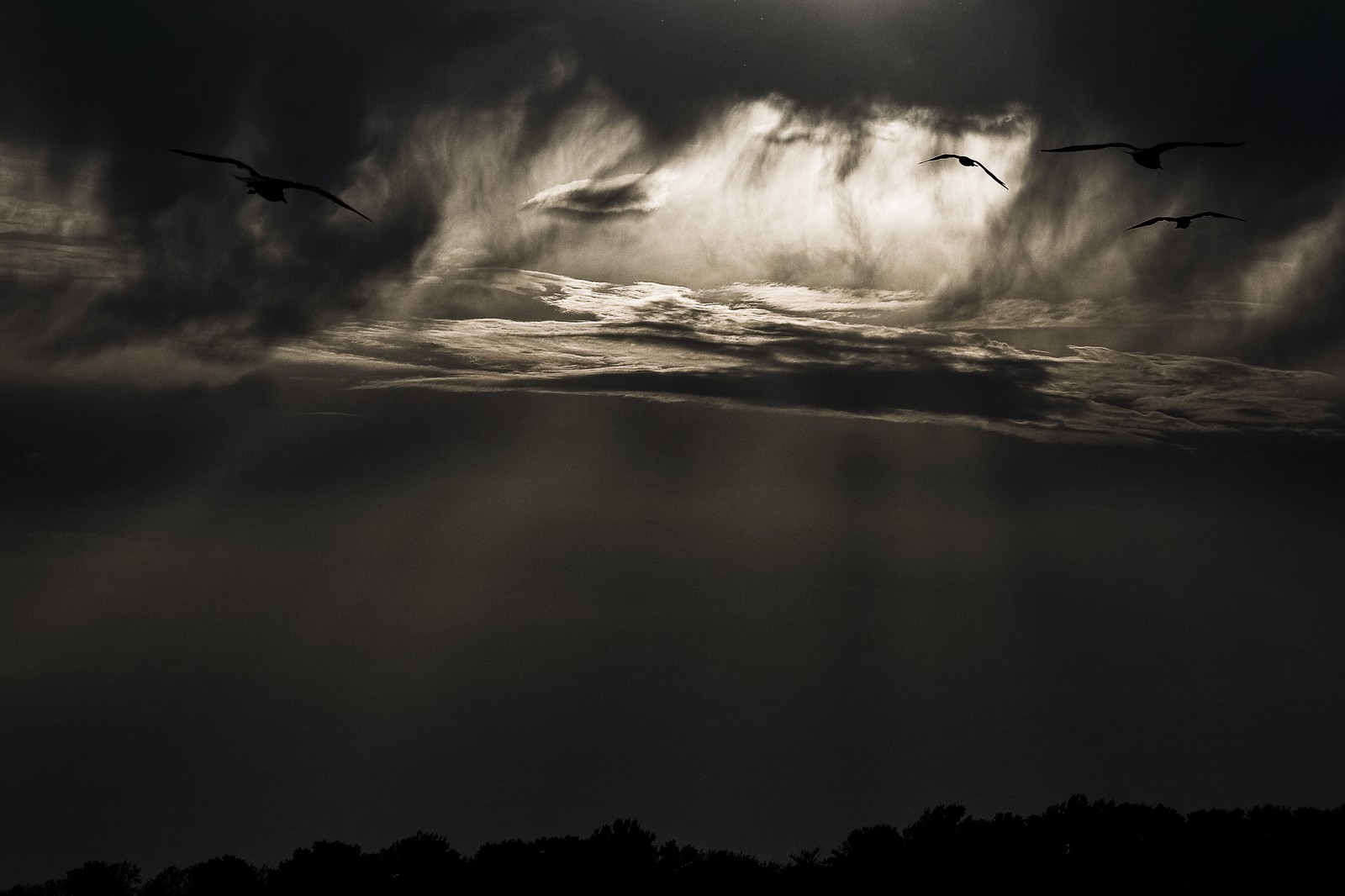 Mouettes sur la Volga