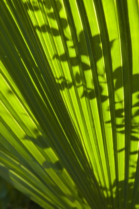 Feuilles à contre-jour