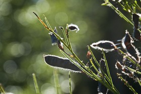 Plante en contre-jour