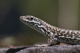 Lézard des murailles