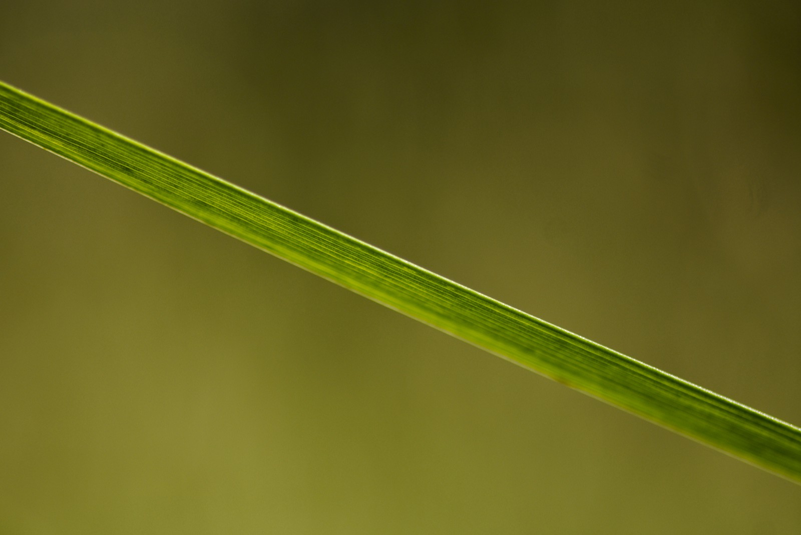Détail de feuille mince