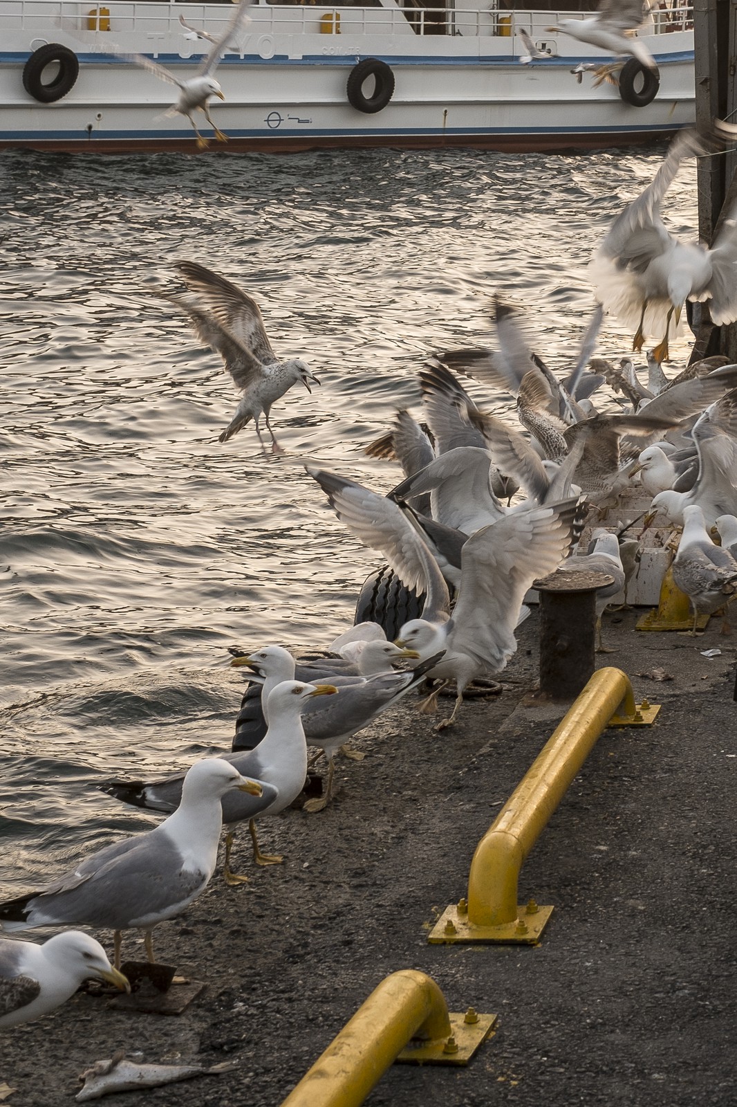 Le repas des goélands