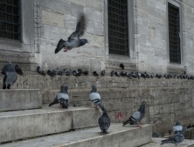 Les pigeons sur les marches