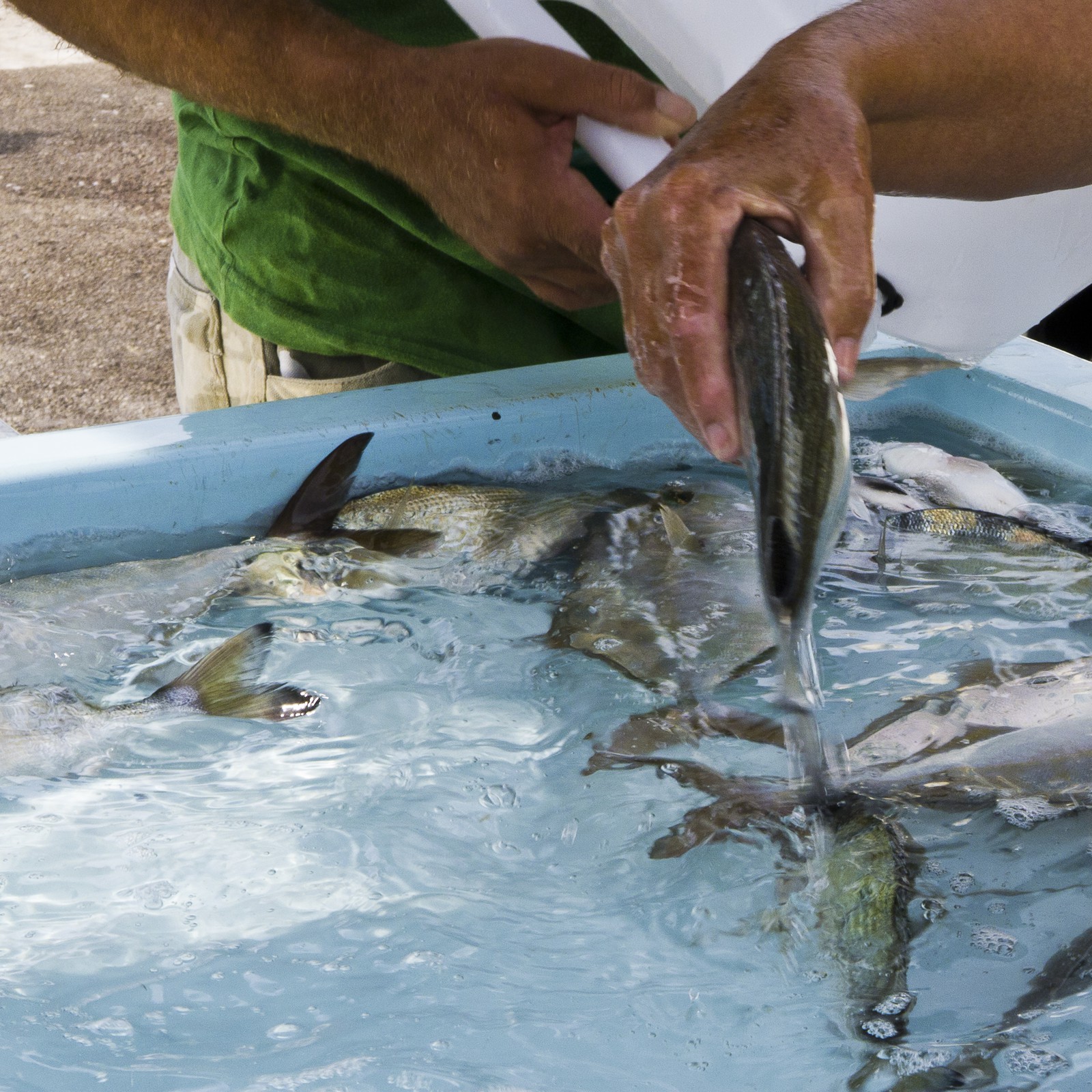 Marché aux poissons
