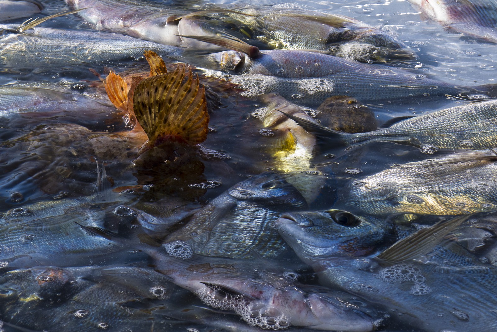 Rascasses et dorades