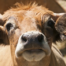 Vache &quot;Aubrac&quot;