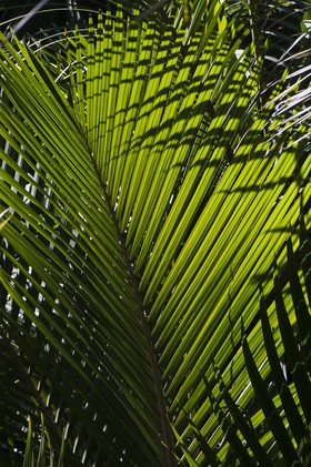 Feuilles de palmier