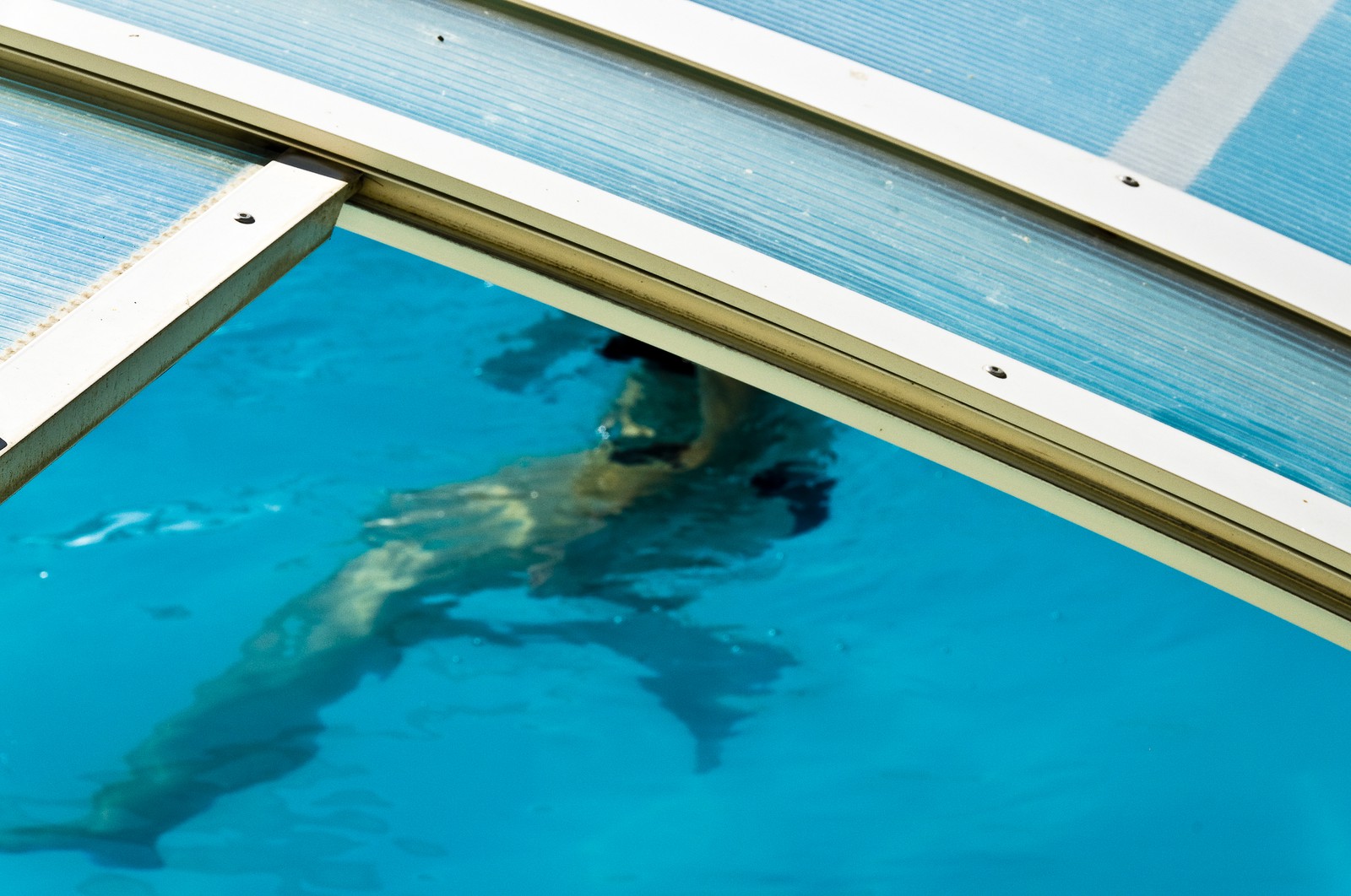 Nageur dans une piscine