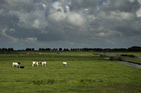 Vaches dans les champs