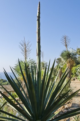 Agave