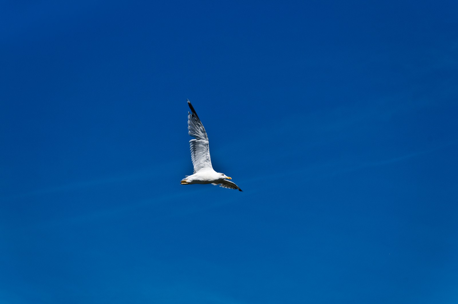 Mouette