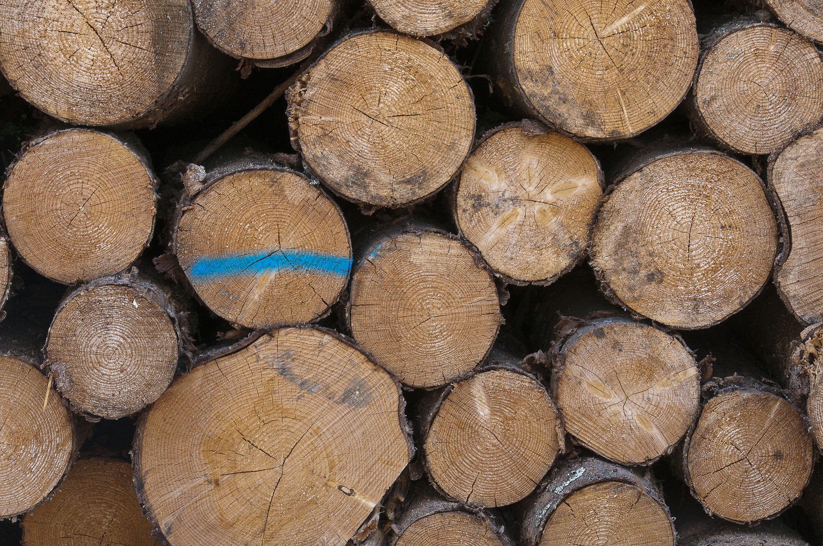 Rondins de bois