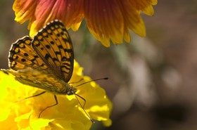 Chiffre (Argynnis Niobe)