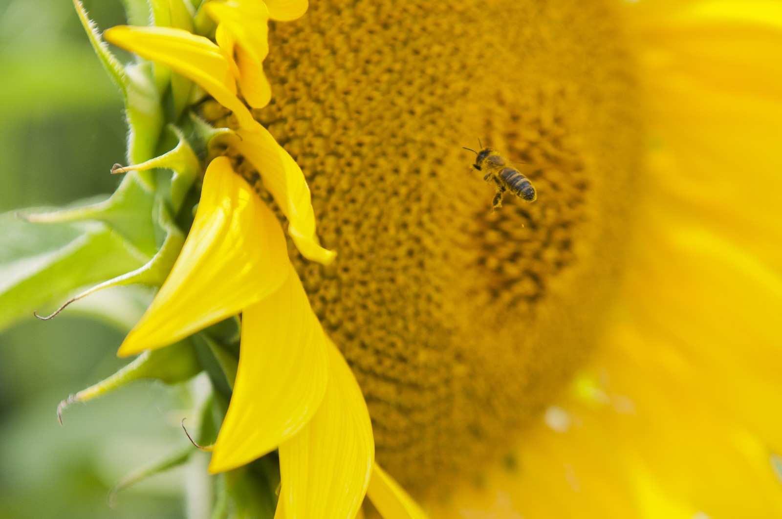 Abeille sur une fleur de tournesol